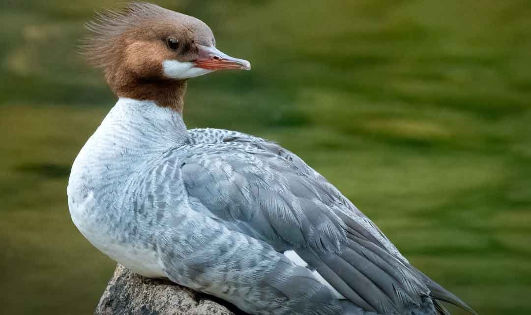 Acadia National Park Wildlife – A Visitor’s Guide