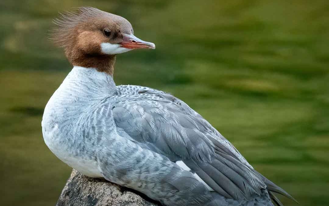 Acadia National Park Wildlife – A Visitor’s Guide
