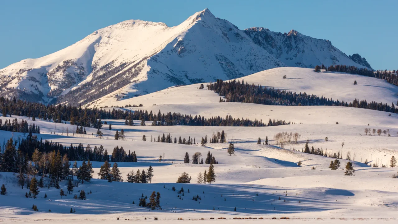 Bison grazing beneath Electric Peak in Yellowstone National Park