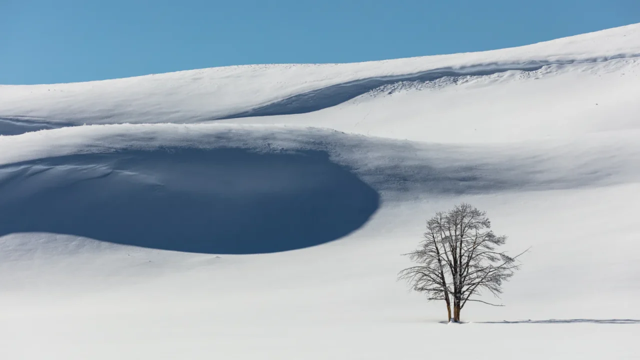 Lone tree and snow-covered hills in Hayden Valley, Yellowstone National Park