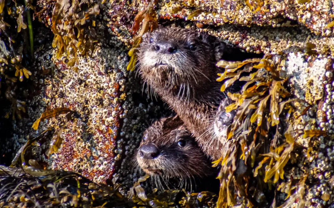 Wildlife 8 Acadia National Park Wildlife – A Visitor’s Guide