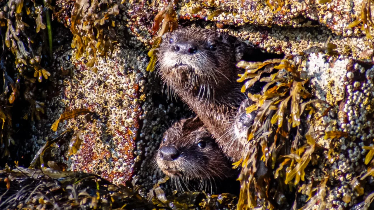 Two river otters among intertidal rocks at Isle au Haut in Acadia National Park
