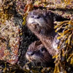 Acadia National Park Wildlife – A Visitor’s Guide