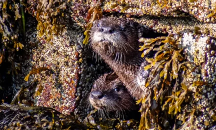 Acadia National Park Wildlife – A Visitor’s Guide