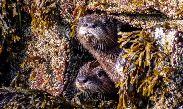 Acadia National Park Wildlife – A Visitor’s Guide