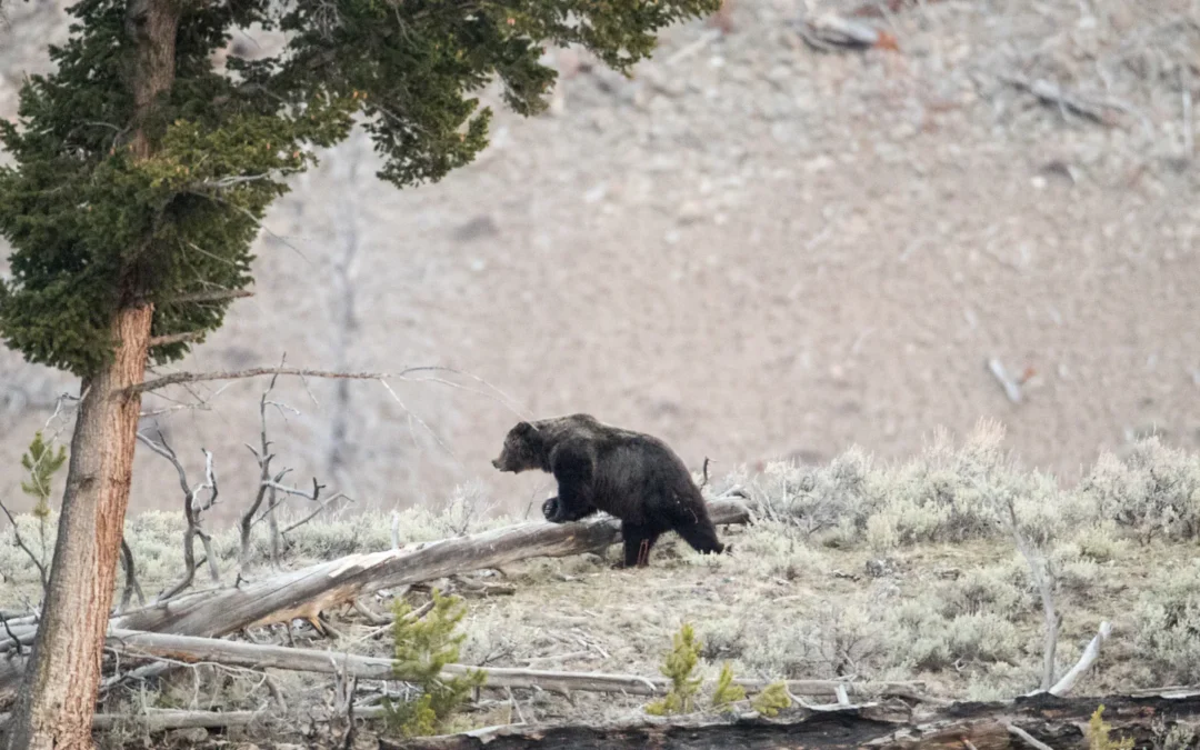 Wildlife 7 Wildlife in Yellowstone National Park – A Visitor’s Guide