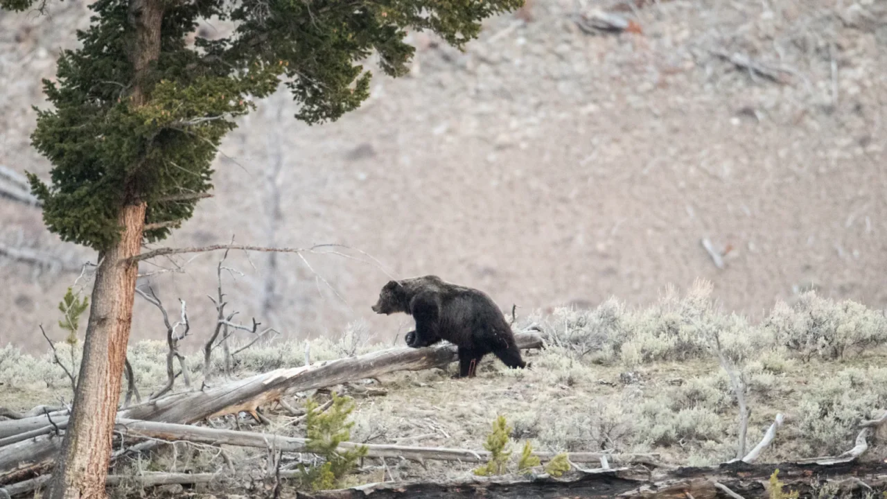 Grizzly bear in Yellowstone National Park