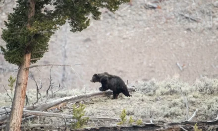 Wildlife in Yellowstone National Park – A Visitor’s Guide