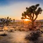 Joshua Tree National Park – A Visitor’s Guide