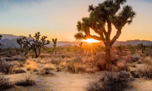 Joshua Tree National Park – A Visitor’s Guide