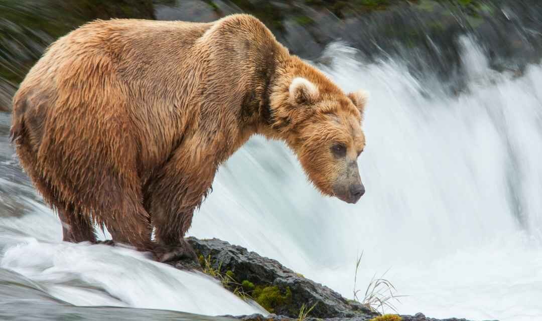 Katmai National Park – A Visitor’s Guide