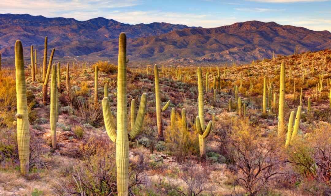 Saguaro National Park – A Visitor’s Guide