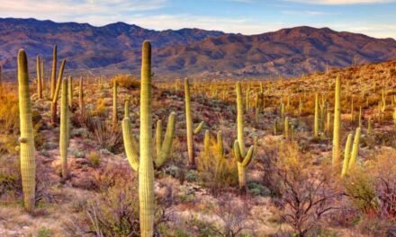 Saguaro National Park – A Visitor’s Guide