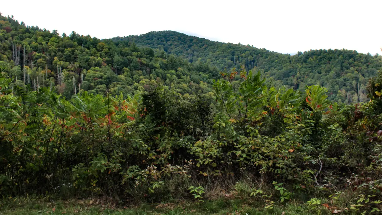Scenic road through a mountain meadow in Great Smoky Mountains National Park