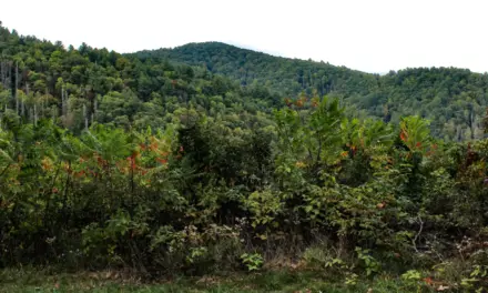 The Best Hotels in Great Smoky Mountains National Park