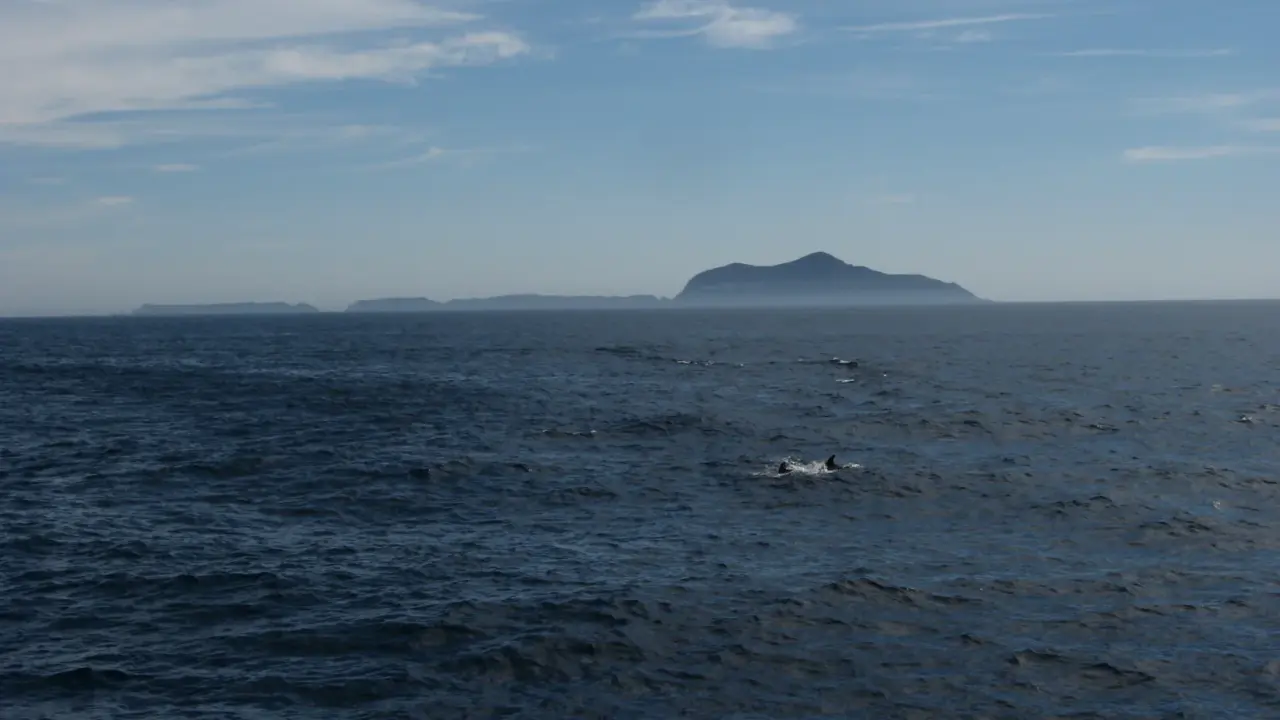 Dolphins swimming off Anacapa Island in Channel Islands National Park