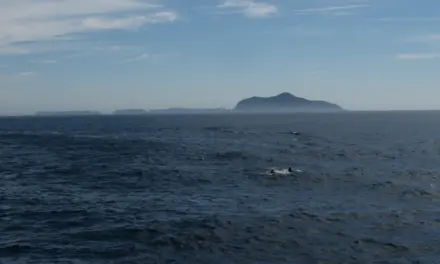 Channel Islands National Park – A Visitor’s Guide