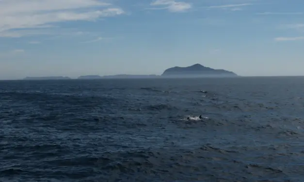 Channel Islands National Park – A Visitor’s Guide