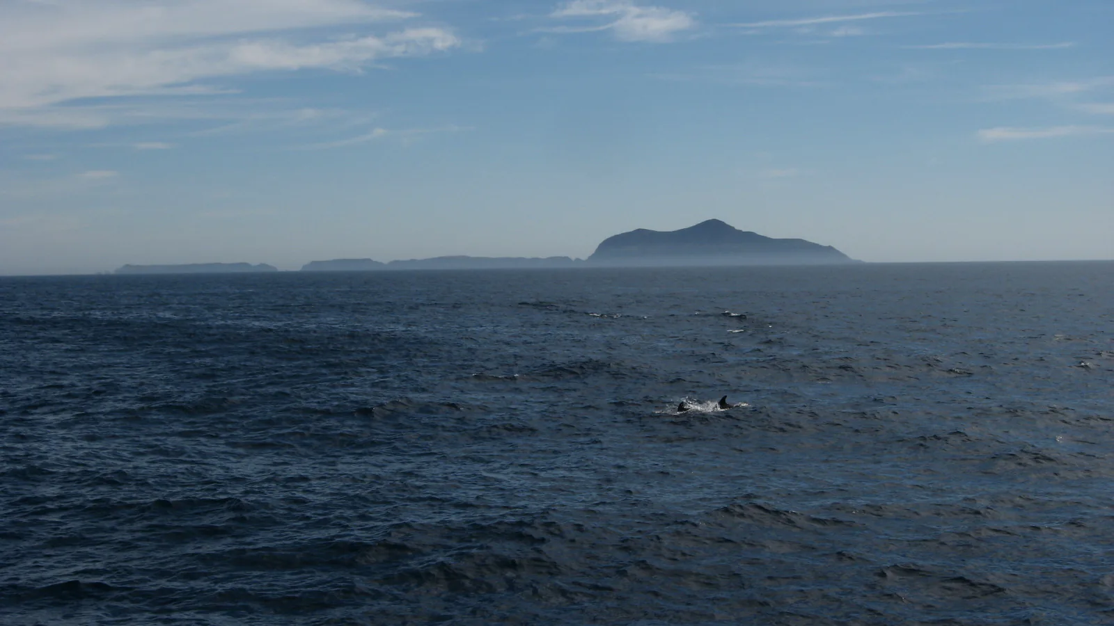 Dolphins swimming off Anacapa Island in Channel Islands National Park