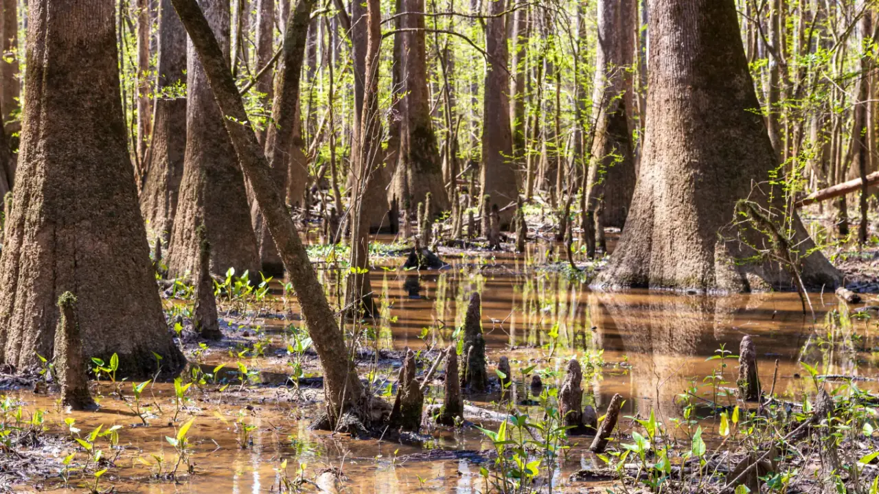 Bald cypress forest along the boardwalk in Congaree National Park