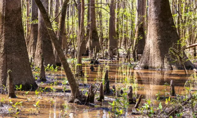 Congaree National Park – A Visitor’s Guide