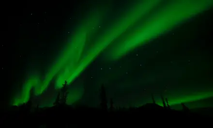 Denali National Park – A Visitor’s Guide