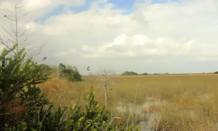 Everglades National Park – A Visitor’s Guide