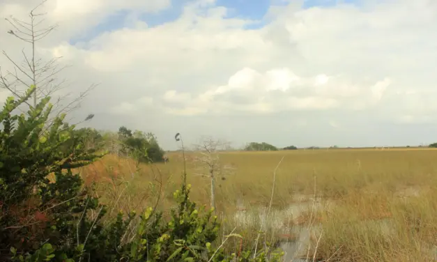 Everglades National Park – A Visitor’s Guide