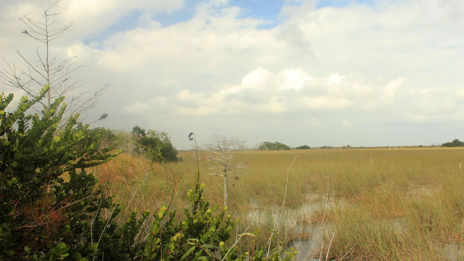 Wetland landscape across Everglades National Park