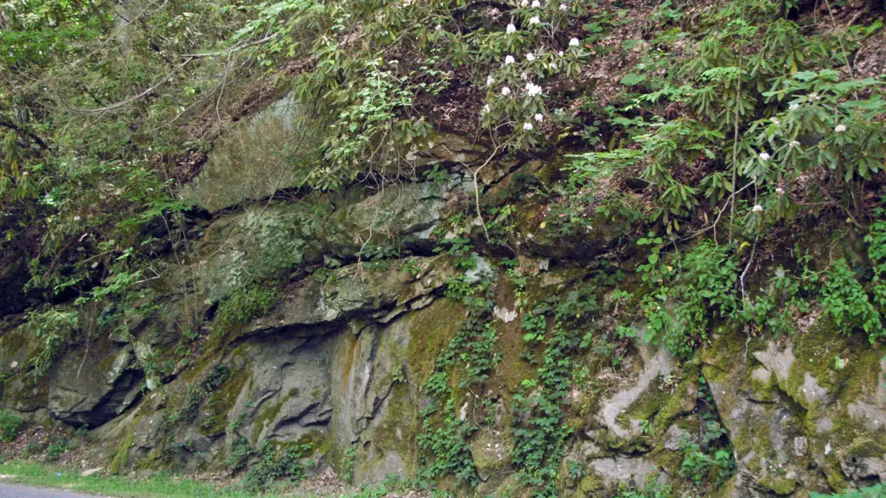 Vegetated gneiss roadcut near Mingus Mill in Great Smoky Mountains National Park
