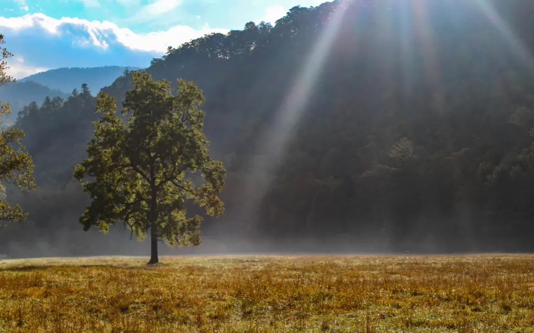 Wildlife 6 Great Smoky Mountains National Park Weather – A Visitor’s Guide