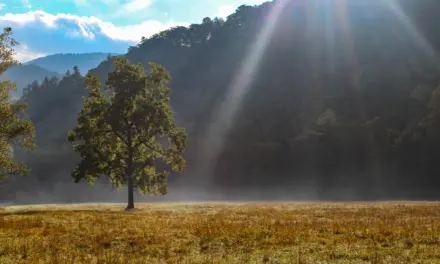Great Smoky Mountains National Park Weather – A Visitor’s Guide
