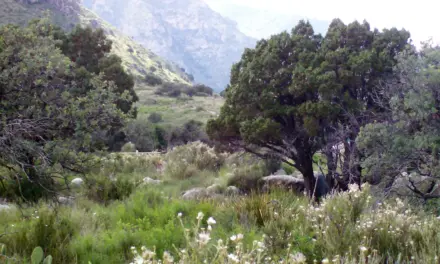 Guadalupe Mountains National Park – A Visitor’s Guide