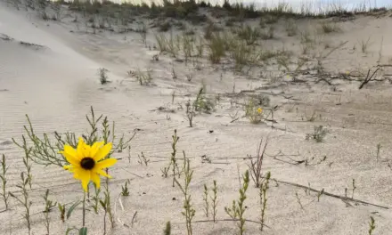 Indiana Dunes National Park – A Visitor’s Guide