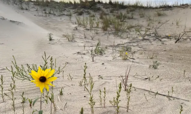 Indiana Dunes National Park – A Visitor’s Guide