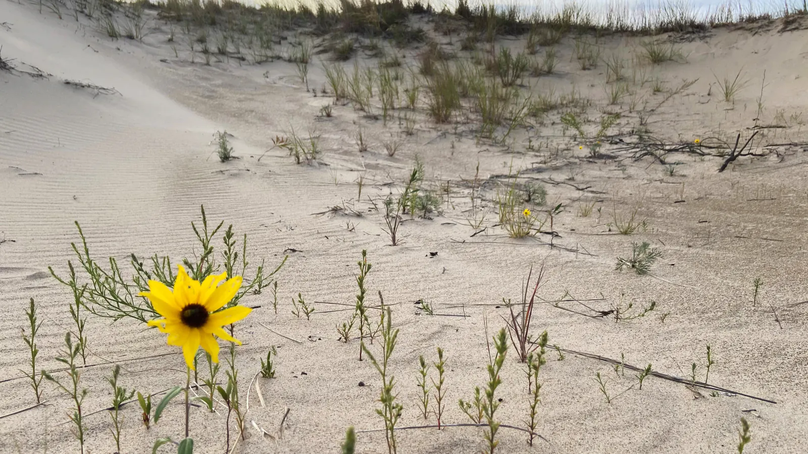 Prairie sunflower among sand and beach grass in Indiana Dunes National Park