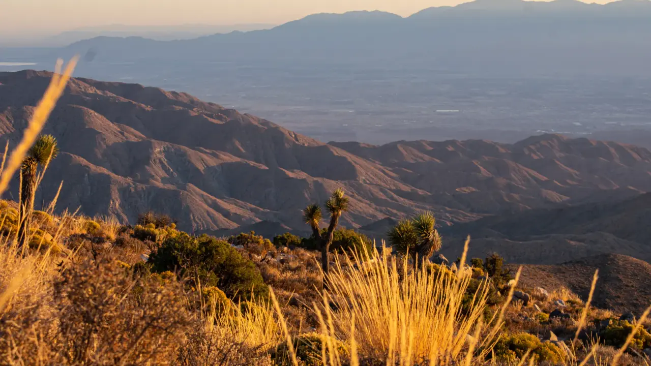Joshua trees scattered across a desert landscape in Joshua Tree National Park