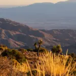 Joshua Tree National Park – A Visitor’s Guide