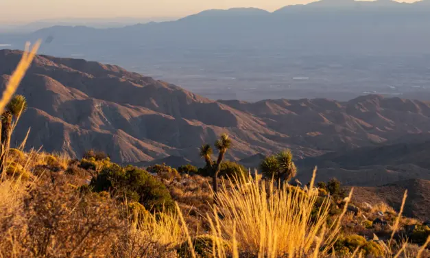 Joshua Tree National Park – A Visitor’s Guide