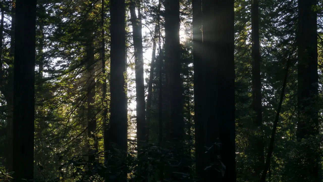 Sunbeams filtering through tall redwoods in Redwood National and State Parks