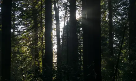 Redwood National Park – A Visitor’s Guide
