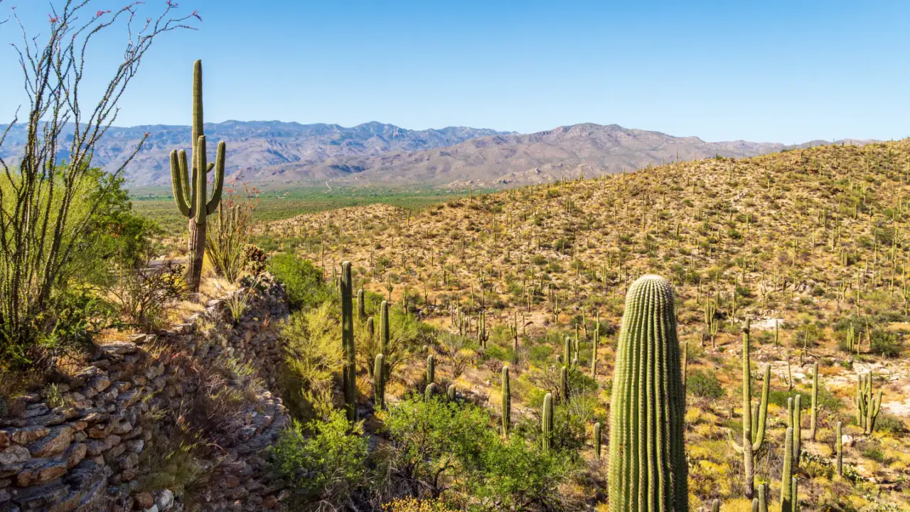 Saguaro cacti from Riparian Overlook in Saguaro National Park