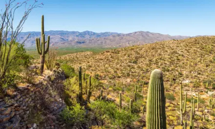 Saguaro National Park – A Visitor’s Guide