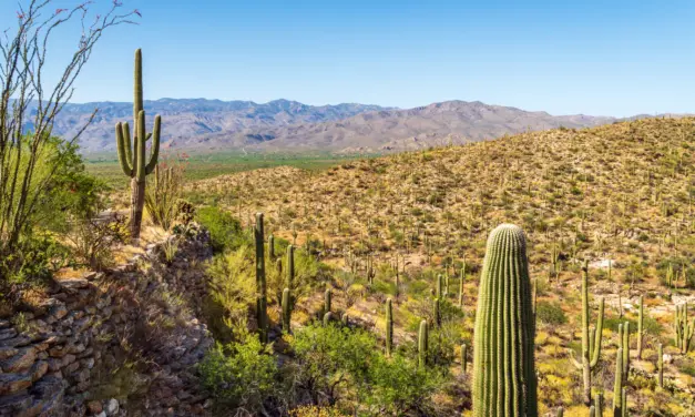 Saguaro National Park – A Visitor’s Guide
