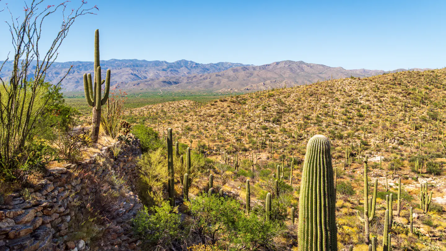 Saguaro cacti from Riparian Overlook in Saguaro National Park