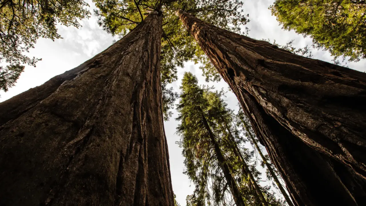 Giant sequoia trunks rising into the canopy in Sequoia National Park