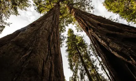 Sequoia National Park – A Visitor’s Guide