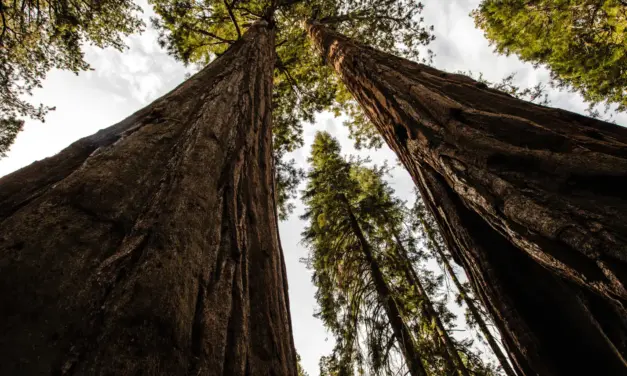 Sequoia National Park – A Visitor’s Guide