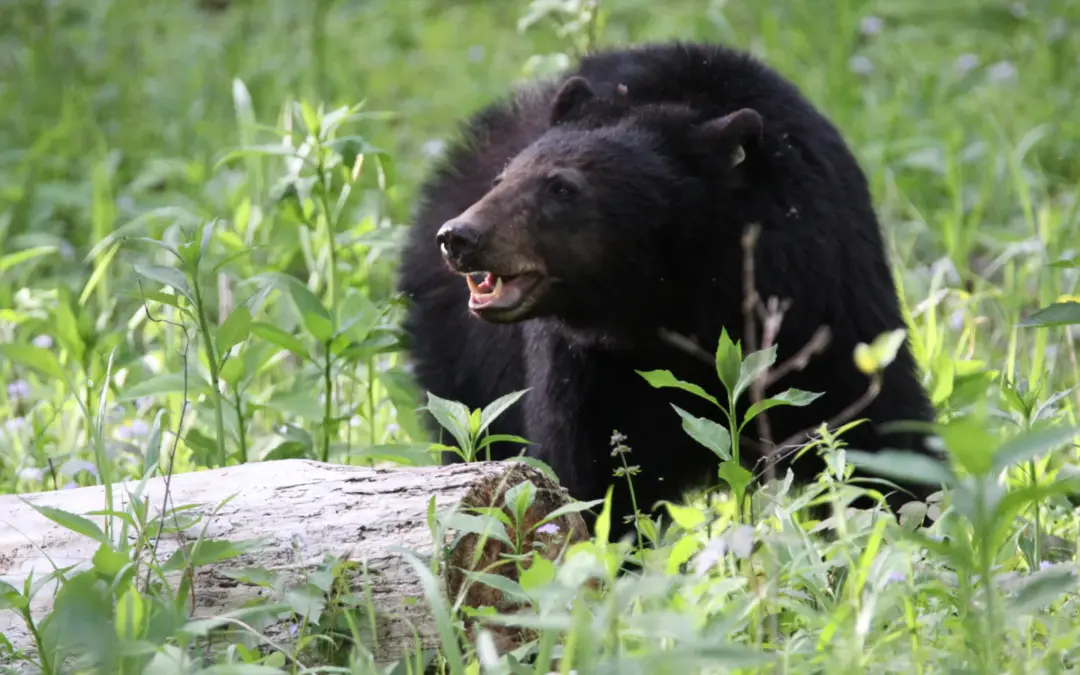 Wildlife 4 Wildlife in Great Smoky Mountains National Park – A Visitor’s Guide