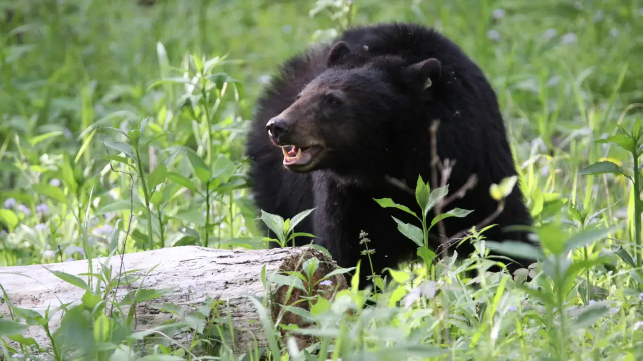 Black bear among spring vegetation in Great Smoky Mountains National Park